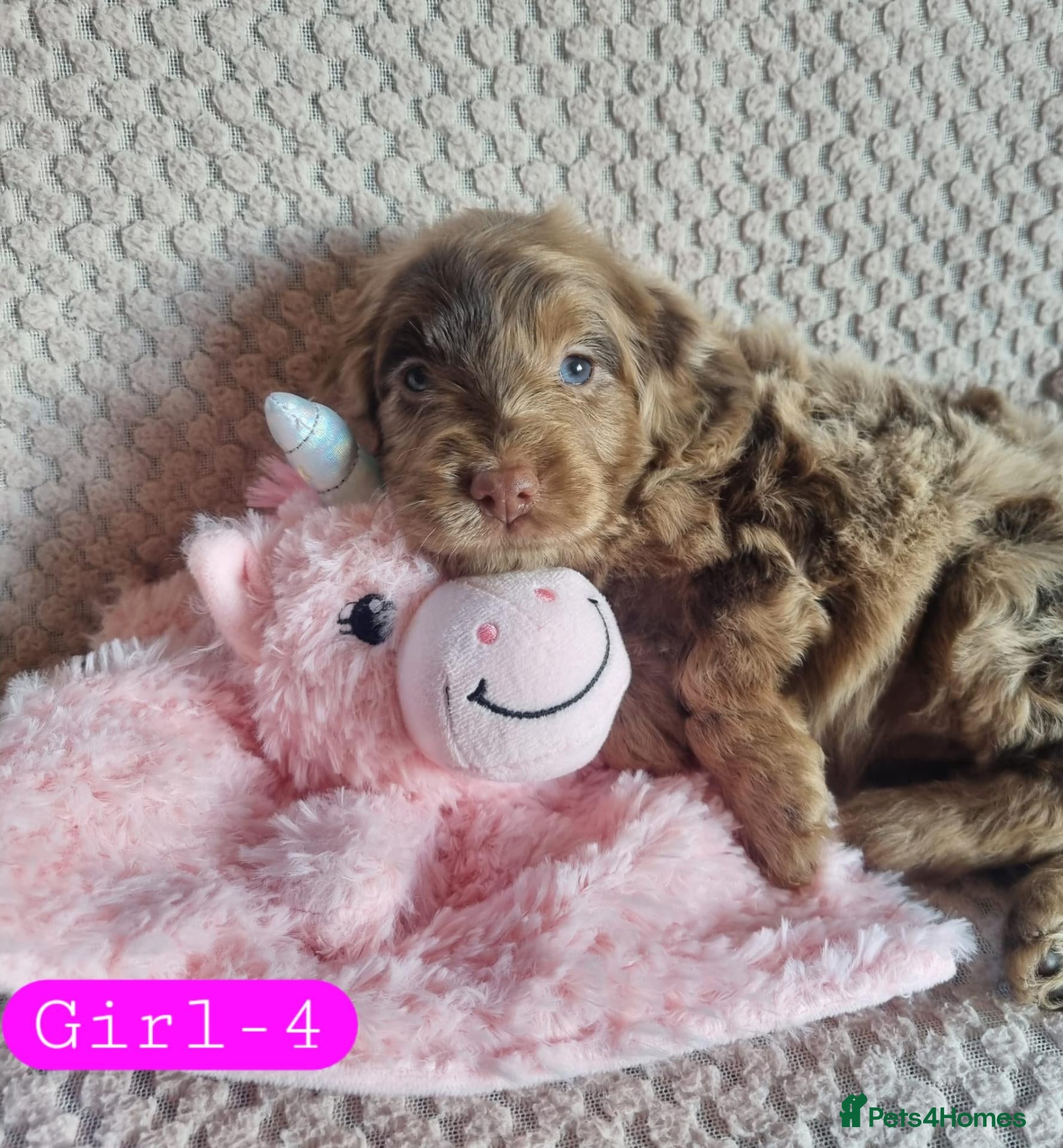 Cockapoo dogs Cockapoo Merle Puppies  - Advert 1