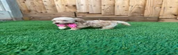 Cockapoo dogs for sale: 🐾 Adorable F1BB Teddy bear toy cockapoos 🐾 - Advert 28