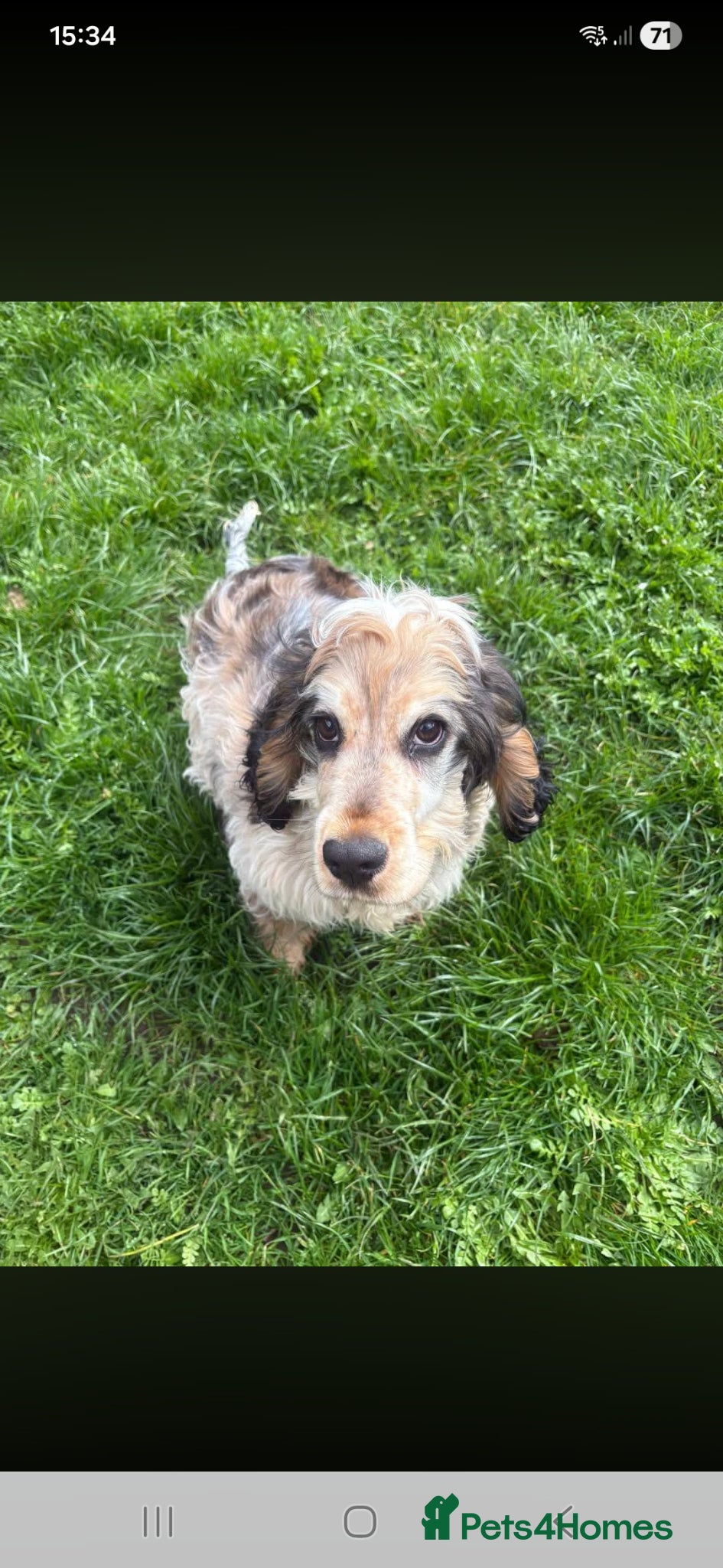 Cocker Spaniel dogs Cocker spaniel - Advert 2