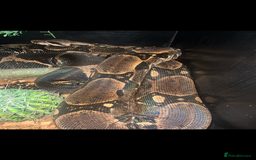 Boa Snake reptiles for sale: boa snake - Image 1