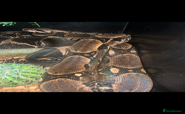 Boa Snake reptiles - Advert 10
