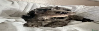Cockapoo 4