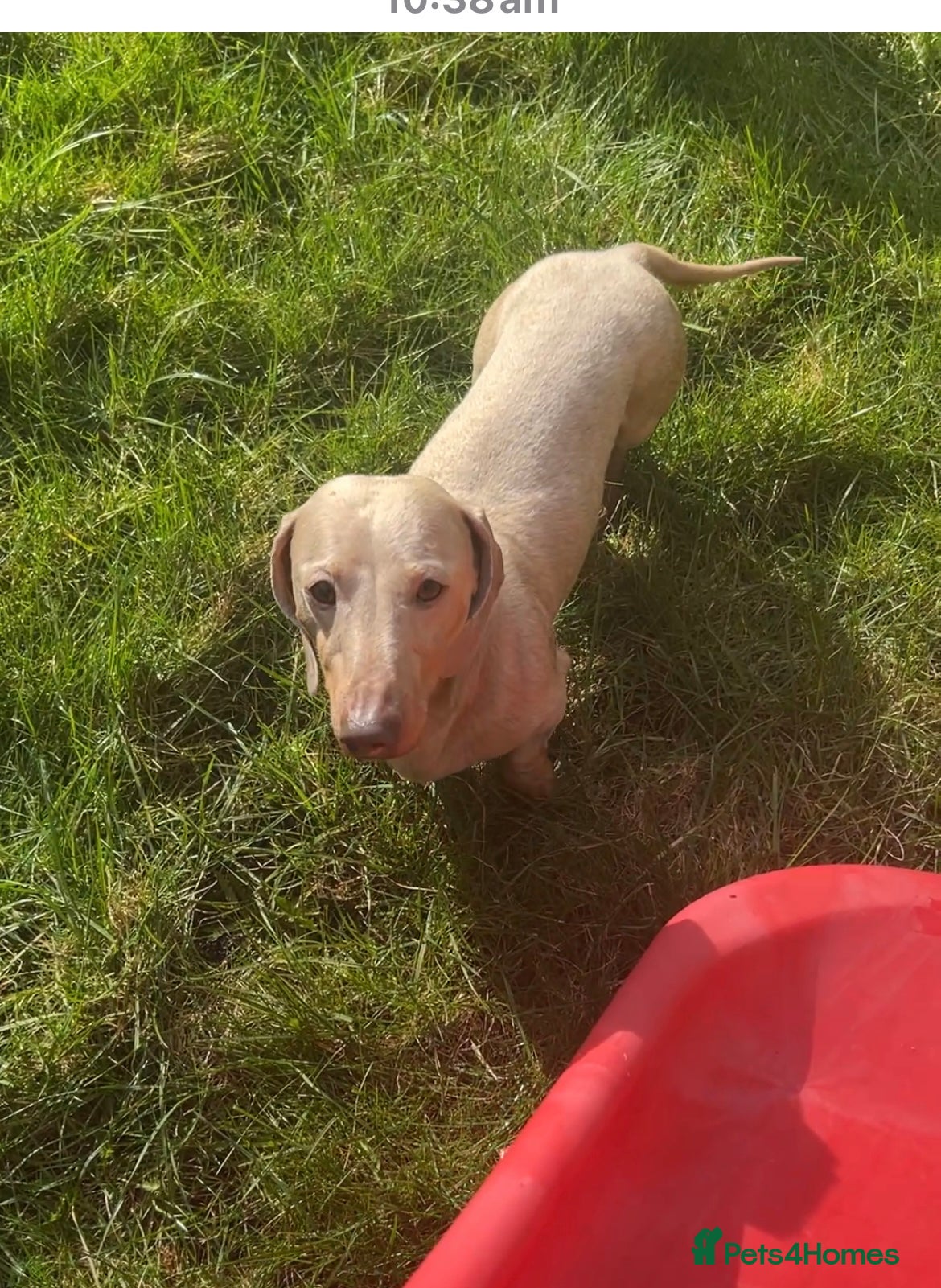 Miniature Dachshund dogs ⭐️ TRIGGER⭐️ smooth hair Isabella & Tan STUD in Mexborough - Advert 24