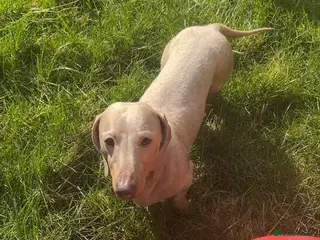 Miniature Dachshund dogs ⭐️ TRIGGER⭐️ smooth hair Isabella & Tan STUD in Mexborough - Advert 16