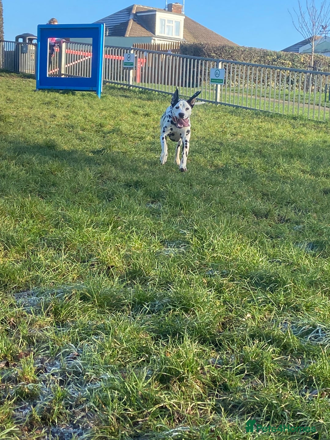 Dalmatian dogs for sale: 10 month old dalmation  - Advert 2