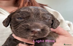 Cocker Spaniel dogs for sale: Chocolate Cocker Spaniel’s  in Crook - Image 9