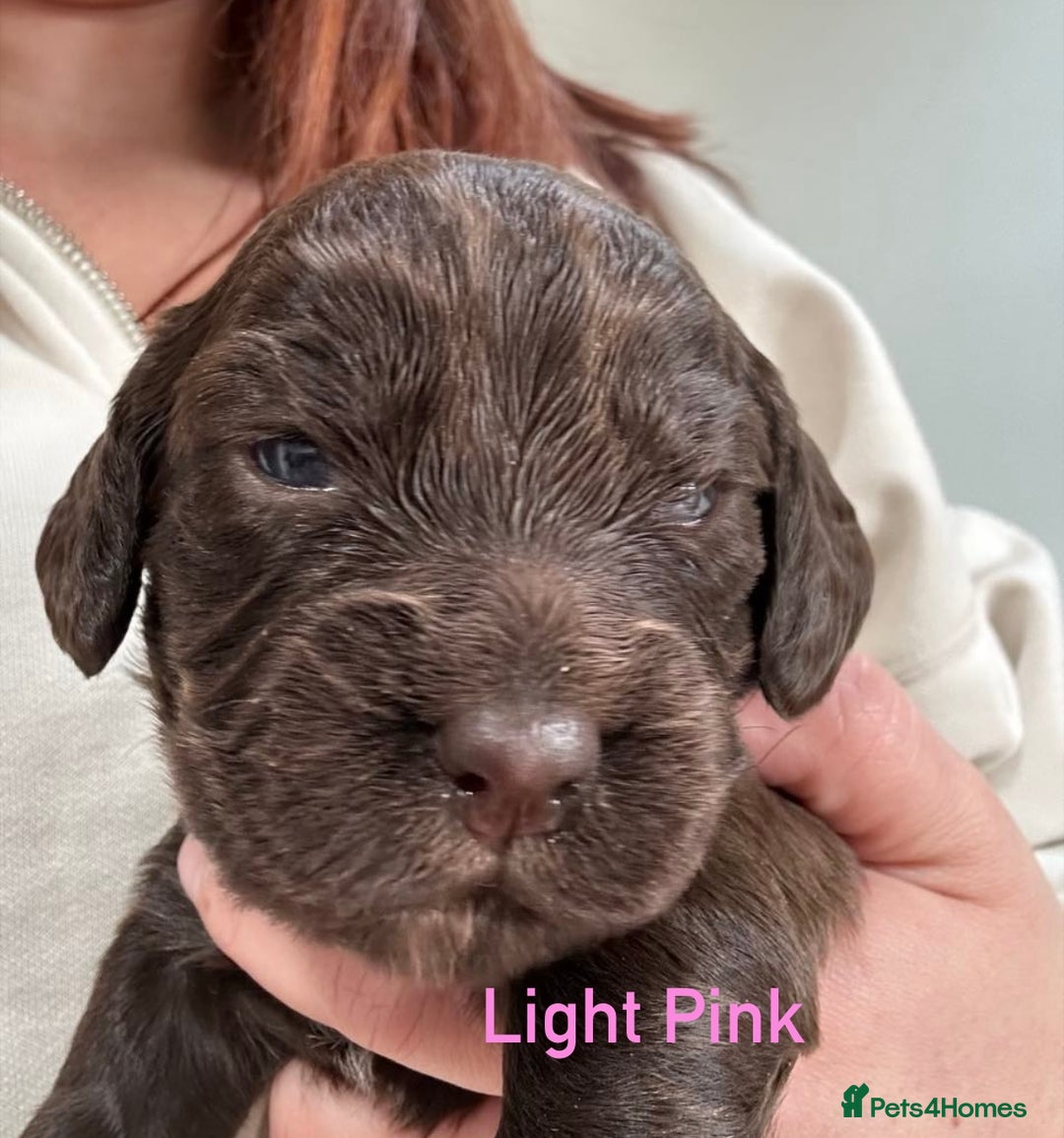 Cocker Spaniel dogs for sale: Chocolate Cocker Spaniel’s  in Crook - Image 9