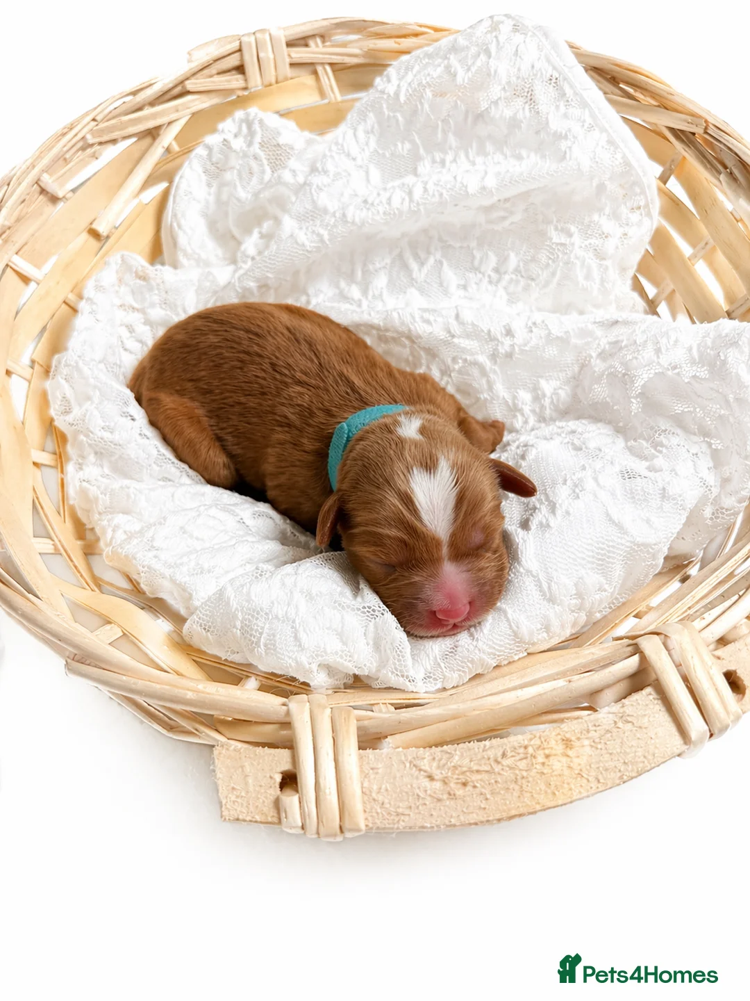 Australian Labradoodle dogs for sale: Stunning Red Aussie Doodle Multigen Puppies - Advert 16