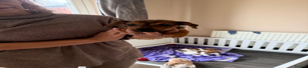 Jack Russell Puppy 1