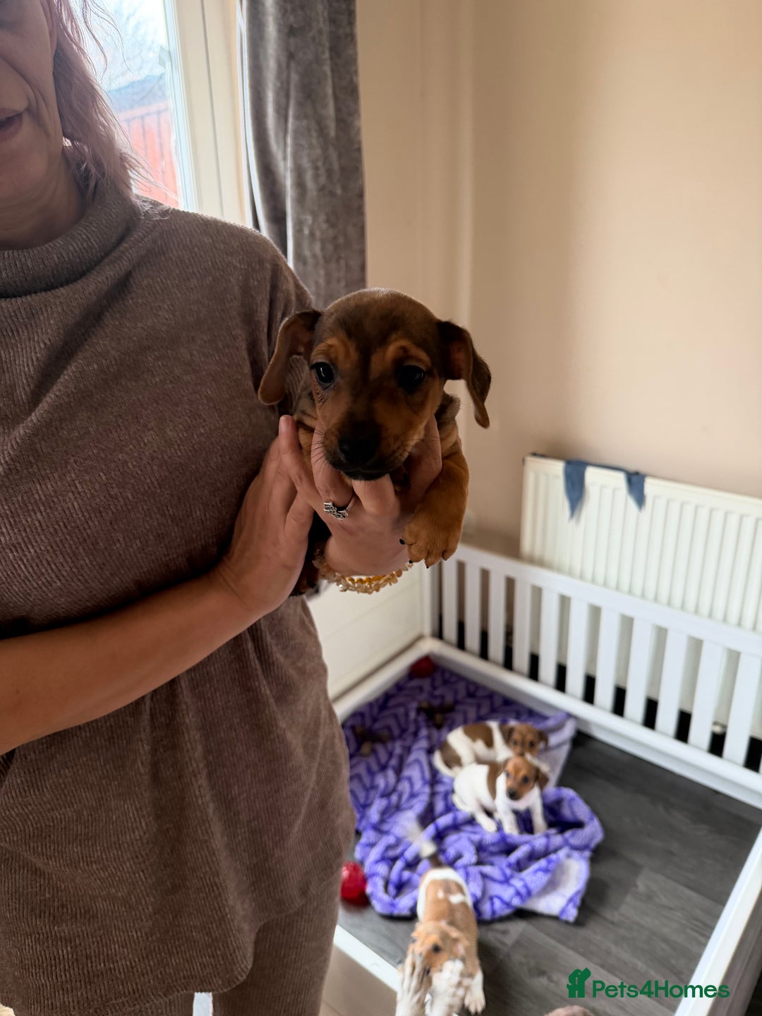 Jack Russell dogs for sale: 2 Jack Russel Puppies - Image 4