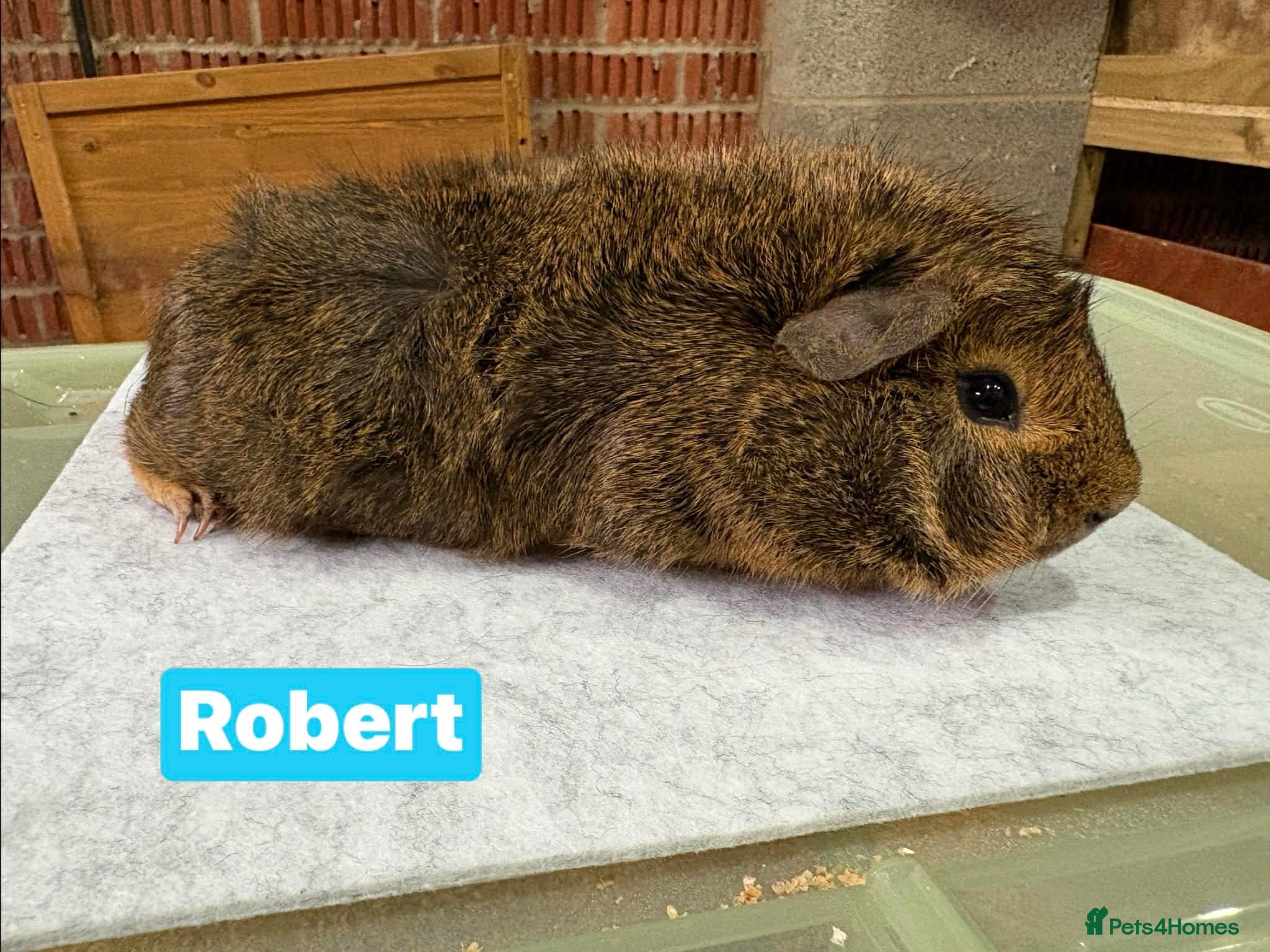 Guinea Pig rodents Single boars and baby guinea pigs - Advert 15