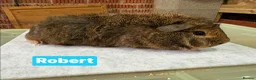 Guinea Pig rodents for sale: Single boars and baby guinea pigs - Advert 2