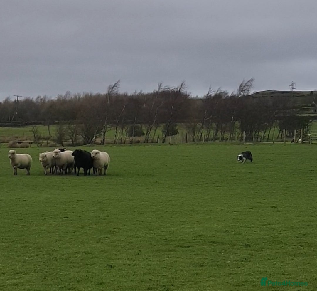 Border Collie dogs for stud: *proven* health tested working merle border collie in Leeds - Advert 22