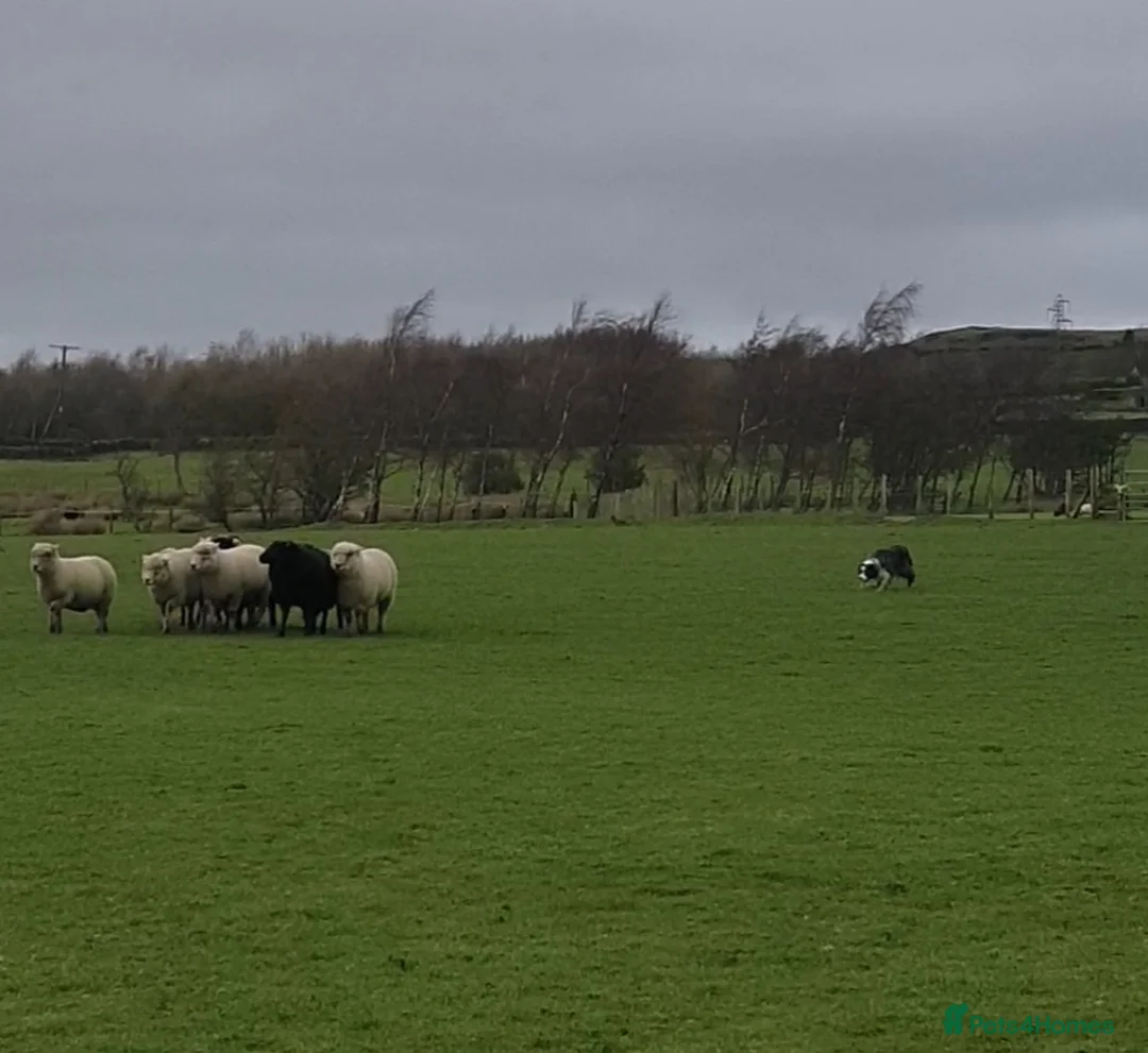 Border Collie dogs for stud: *proven* health tested working merle border collie in Leeds - Advert 22