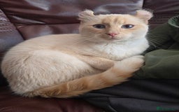 Mixed Breed cats for sale: Two ginger boys and one Flame point - Image 20