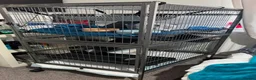 Ferret rodents for sale: Hob and cage - Advert 3
