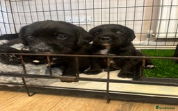 Springador dogs for sale: Last Springador girl left, ready to leave now - Image 18