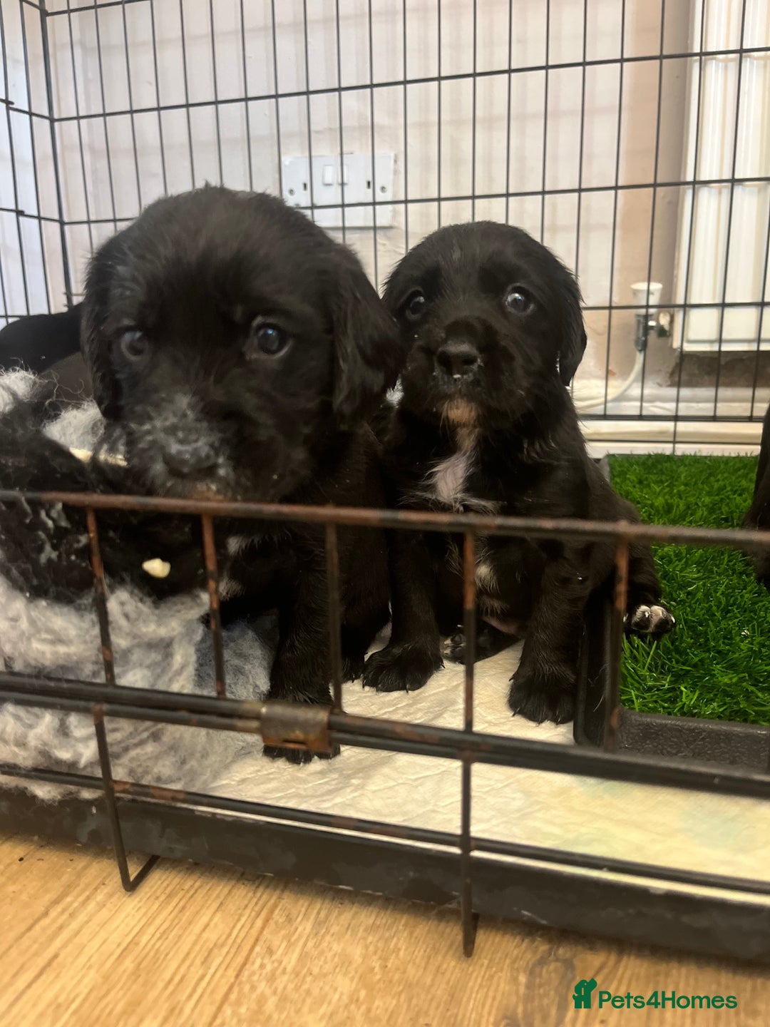 Springador dogs for sale: Last Springador girl left, ready to leave now - Image 18