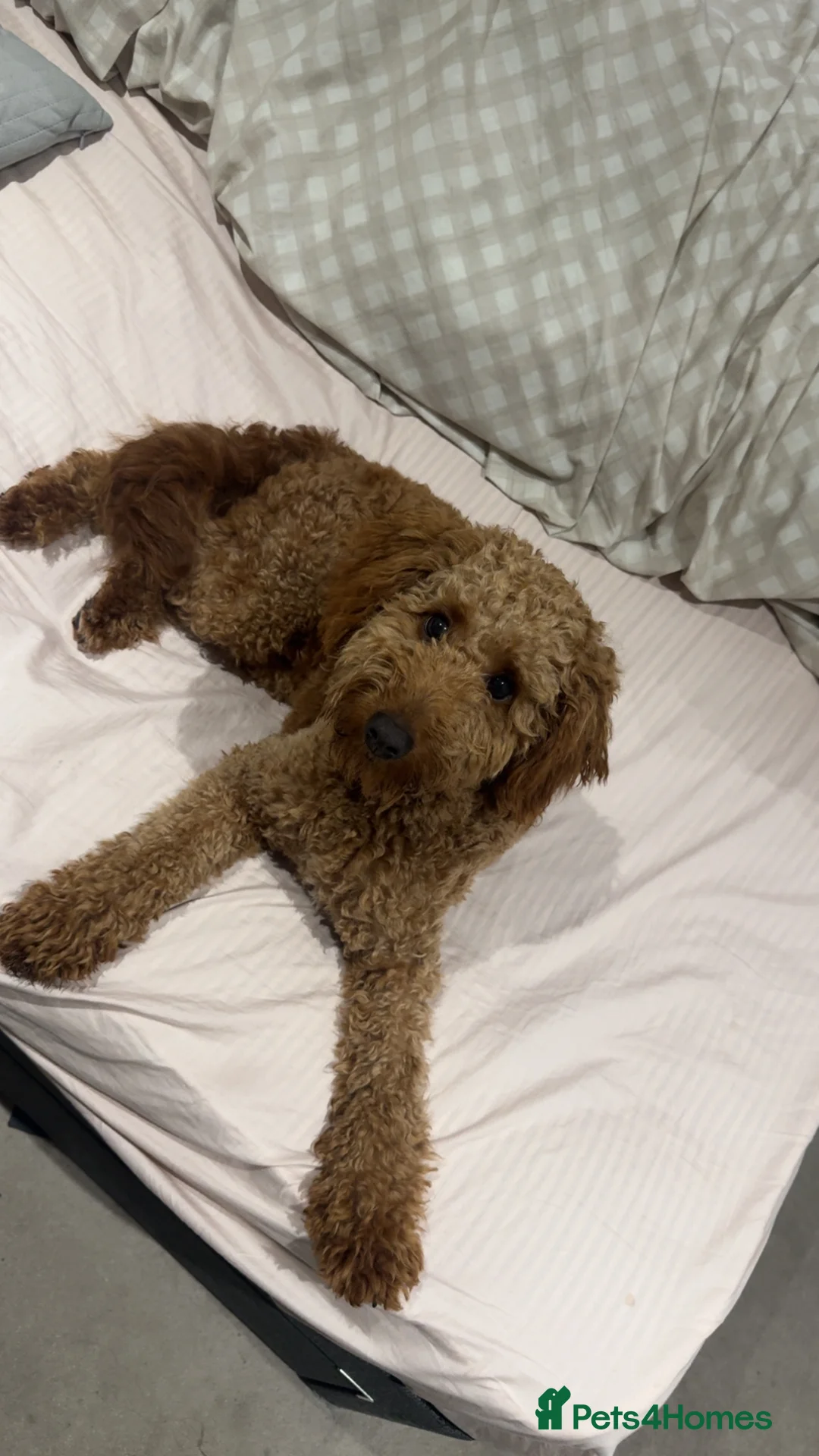 Labradoodle dogs for sale: Labradoodle Male, 8 months in Liverpool - Advert 2