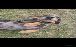 Miniature Dachshund dogs for sale: 2 miniture Dachshund unrelated to go together - Image 3