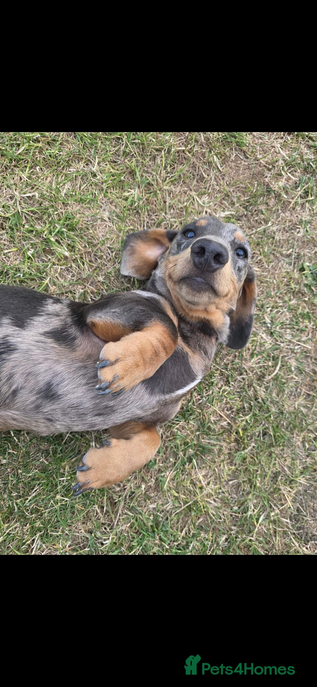 Miniature Dachshund dogs for sale: 2 miniture Dachshund unrelated to go together - Image 3