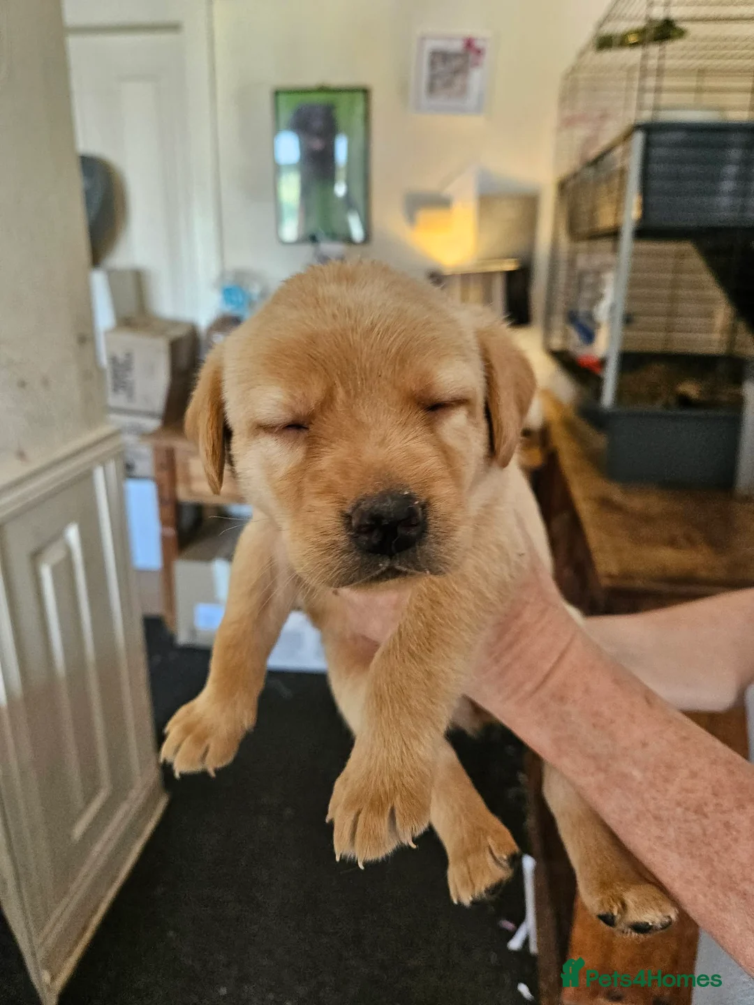 Labrador Retriever dogs for sale: KC Registered Pedigree Labrador Pups  - Advert 2