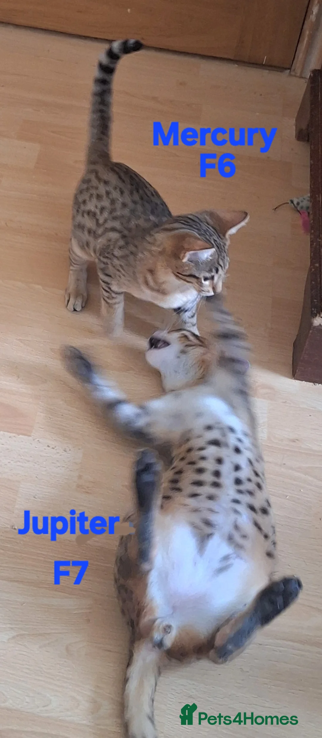 Savannah cats for sale: SAVANNAH TICA SBTF7 JUPITER HUGH BOY SPECIAL PET in Mexborough - Advert 3