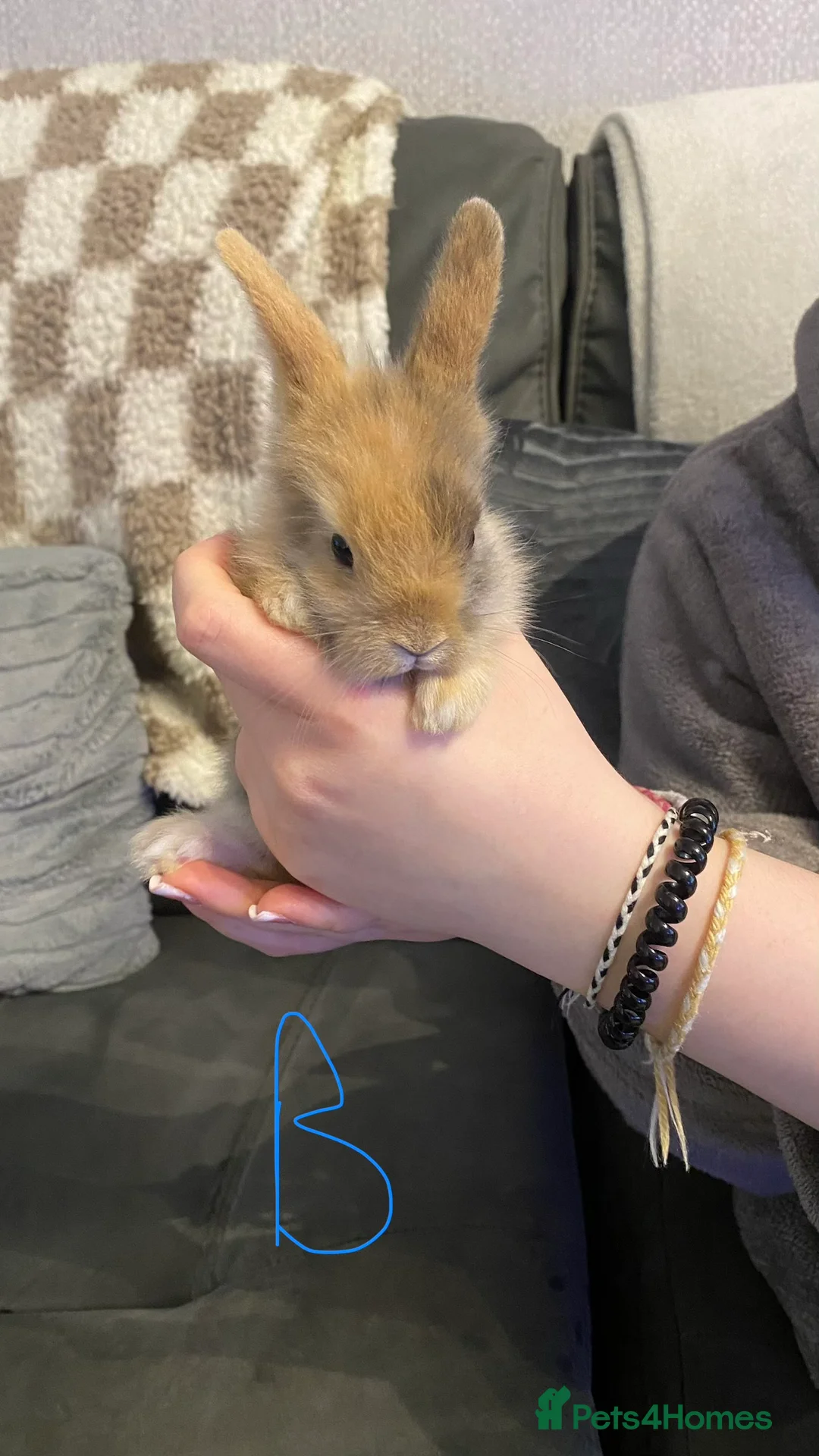 Mixed Breed rabbits for sale: 8 Bunnies for sale  - Advert 7