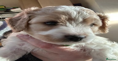 Cavapoochon dogs 1 Cavapoochon left! Our December Reindeer Litter!  - Advert 2