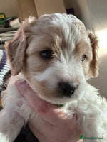 Cavapoochon dogs 1 Cavapoochon left! Our December Reindeer Litter! - Advert 2