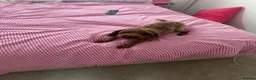 Cockapoo dogs for sale: Beautiful cockapoo pups  - Advert 14
