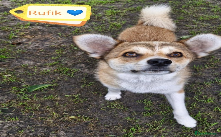 Mixed Breed dogs - Advert 1