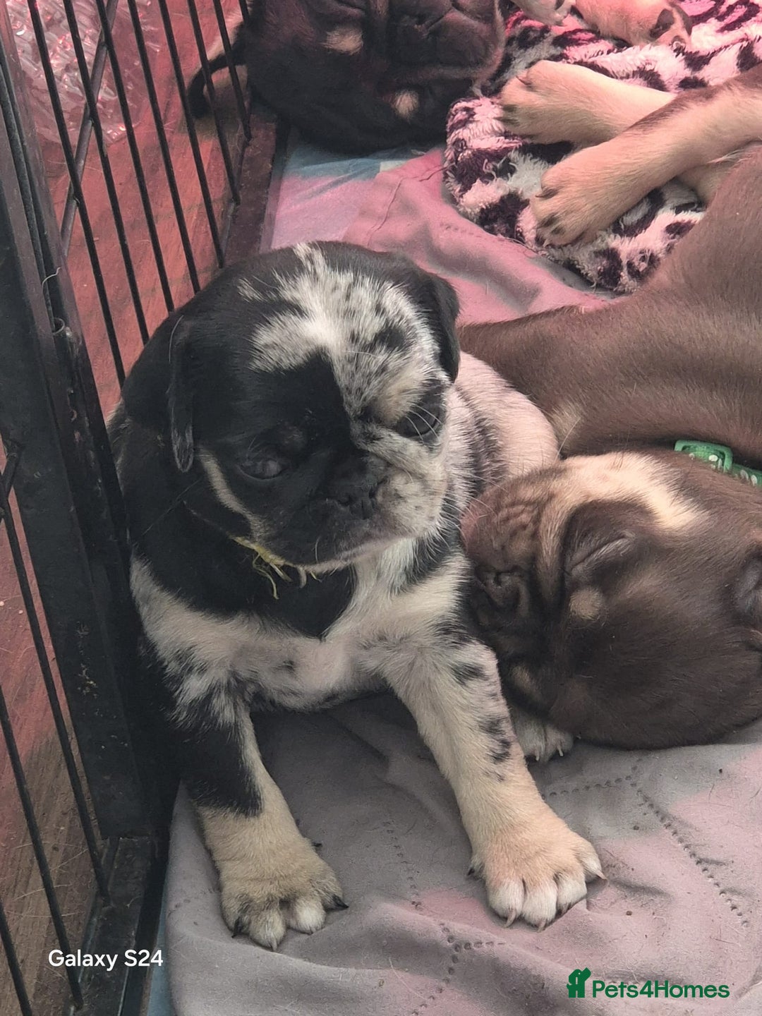 Pug dogs for sale: KC reg Pug puppies  - Advert 19