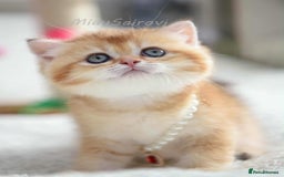 British Shorthair cats for sale: British shorthair Pedigree Neutered  - Image 14