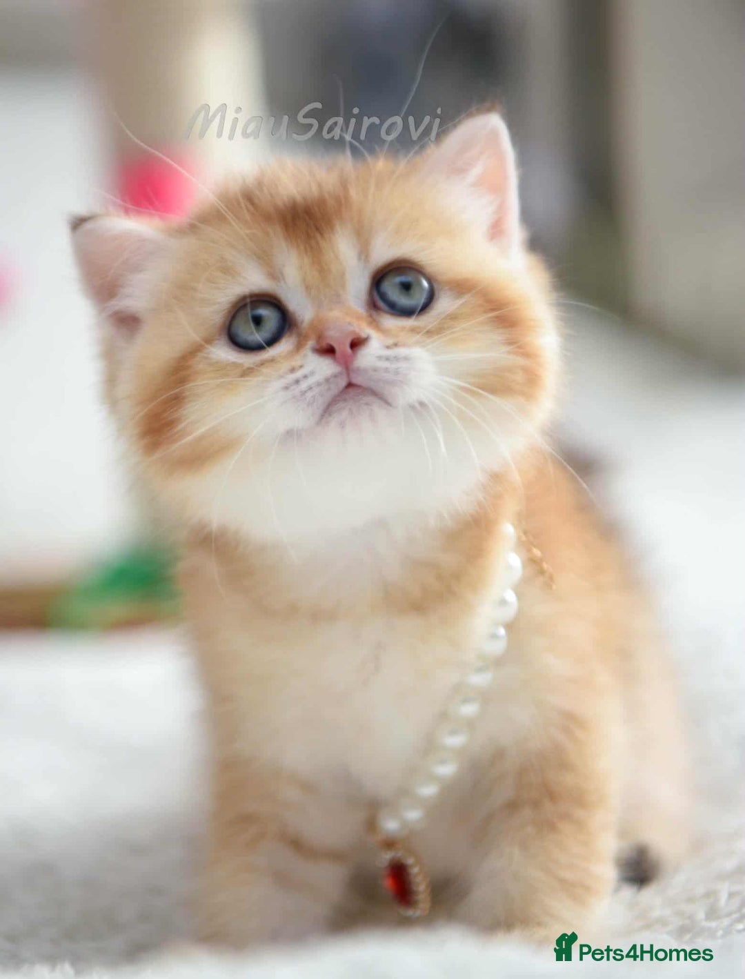 British Shorthair cats for sale: British shorthair Pedigree Neutered  - Image 14