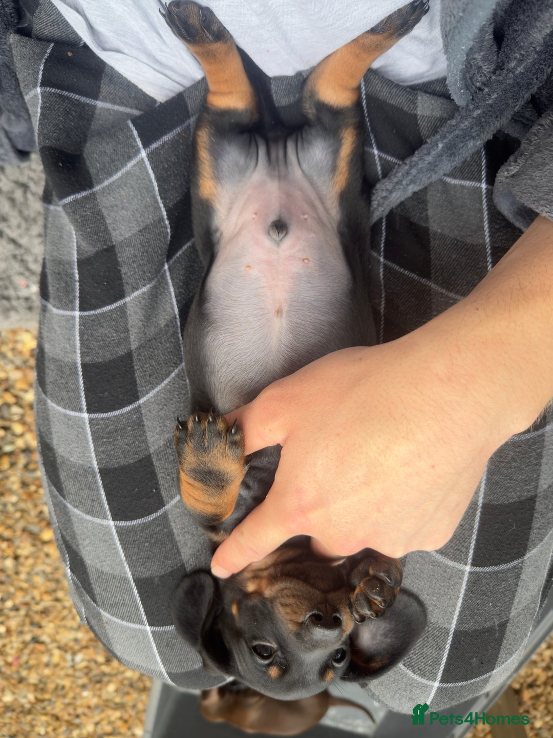 Dachshund dogs for sale: Dachshunds One male and one female black/tan  in Basildon - Image 7