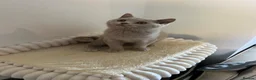 British Shorthair cats for sale: £1200 - Advert 24