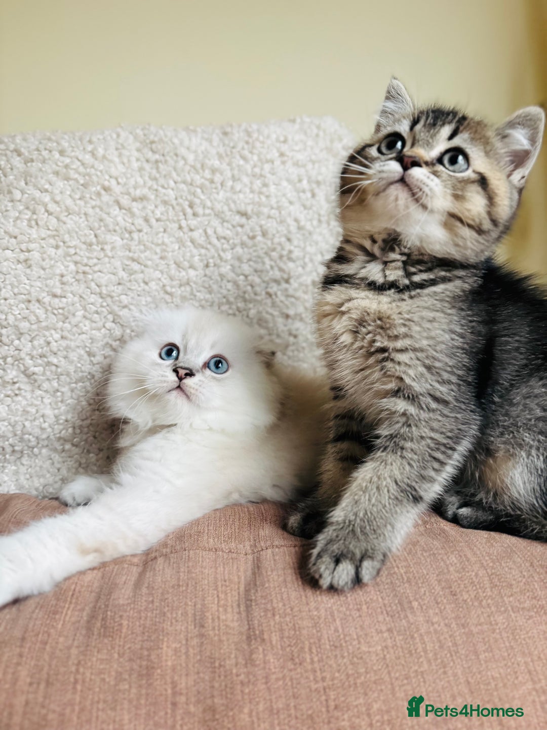 Scottish Fold cats for sale: 🌟🌟🌟🌟🌟Pedigree Scottish Fold Kittens - Advert 3