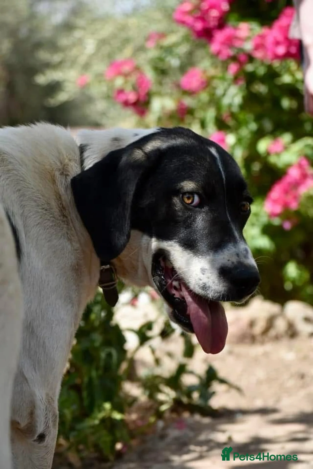 Mixed Breed dogs for adoption: 🐾 Meet Freya😍 in Hengoed - Advert 3