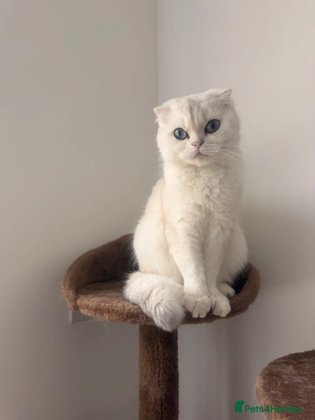 Scottish Fold cats for sale: Beautiful Scottish Folds/straight kittens - Advert 2