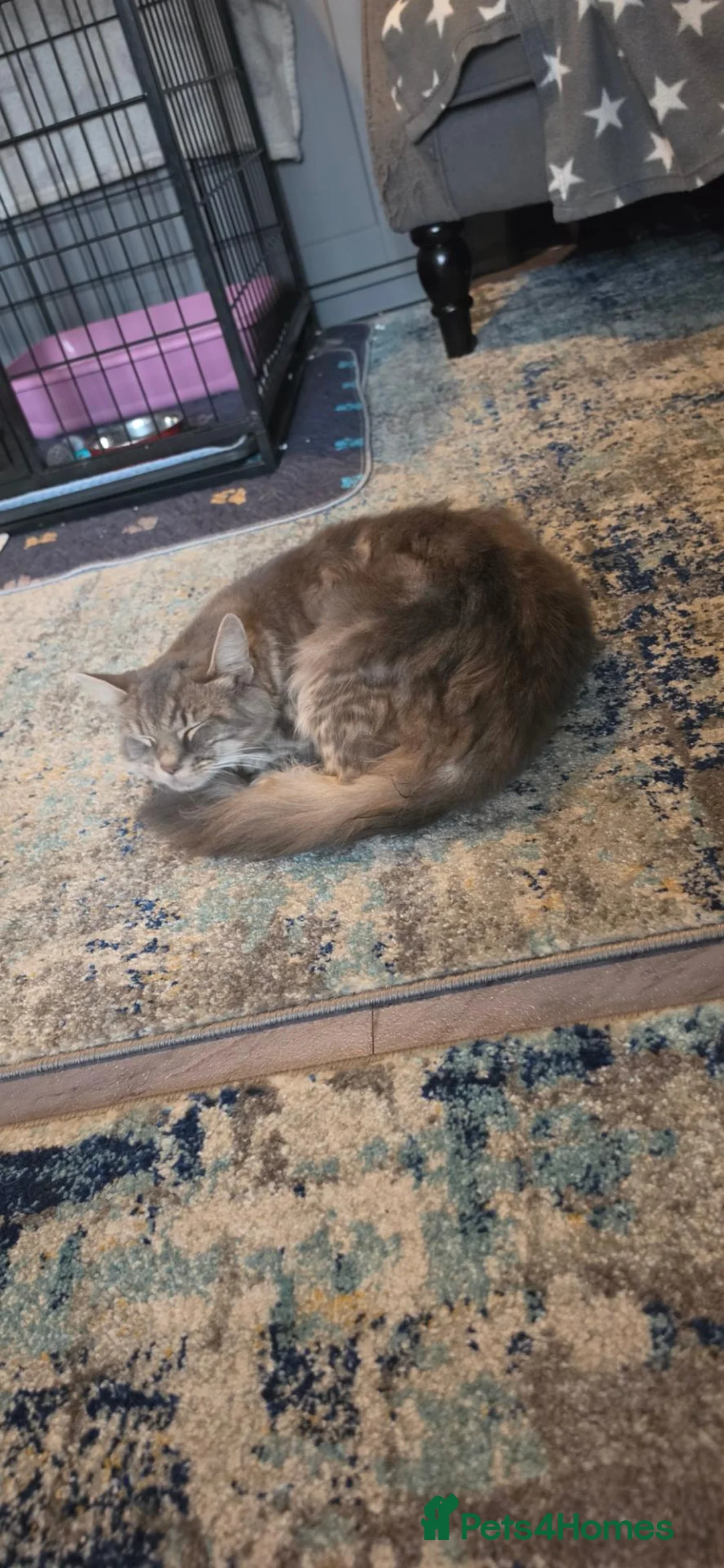 Mixed Breed cats for sale: Kittens mum silver tabby maincoon dad maincoon  - Advert 2