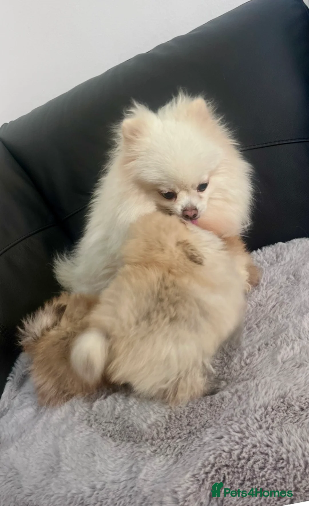 Pomeranian dogs for sale: Top Quality 🐻 Teddy Bears  - Advert 29