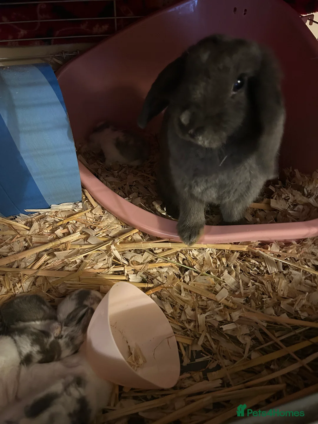 Mini Lop rabbits for sale: Gorgeous female bunny and male baby bunny  - Advert 2