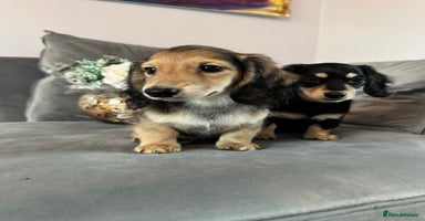 Dachshund dogs - Advert 9