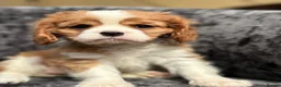 Cavalier King Charles Spaniel dogs for sale: Extensively health tested cavalier puppies  - Advert 16