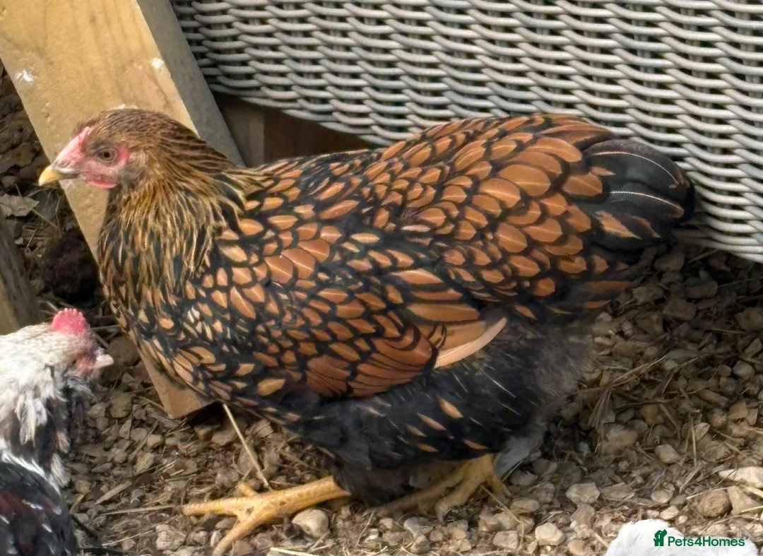 Chickens poultry for sale: Gold Laced Wyandotte LF pullet - Advert 2