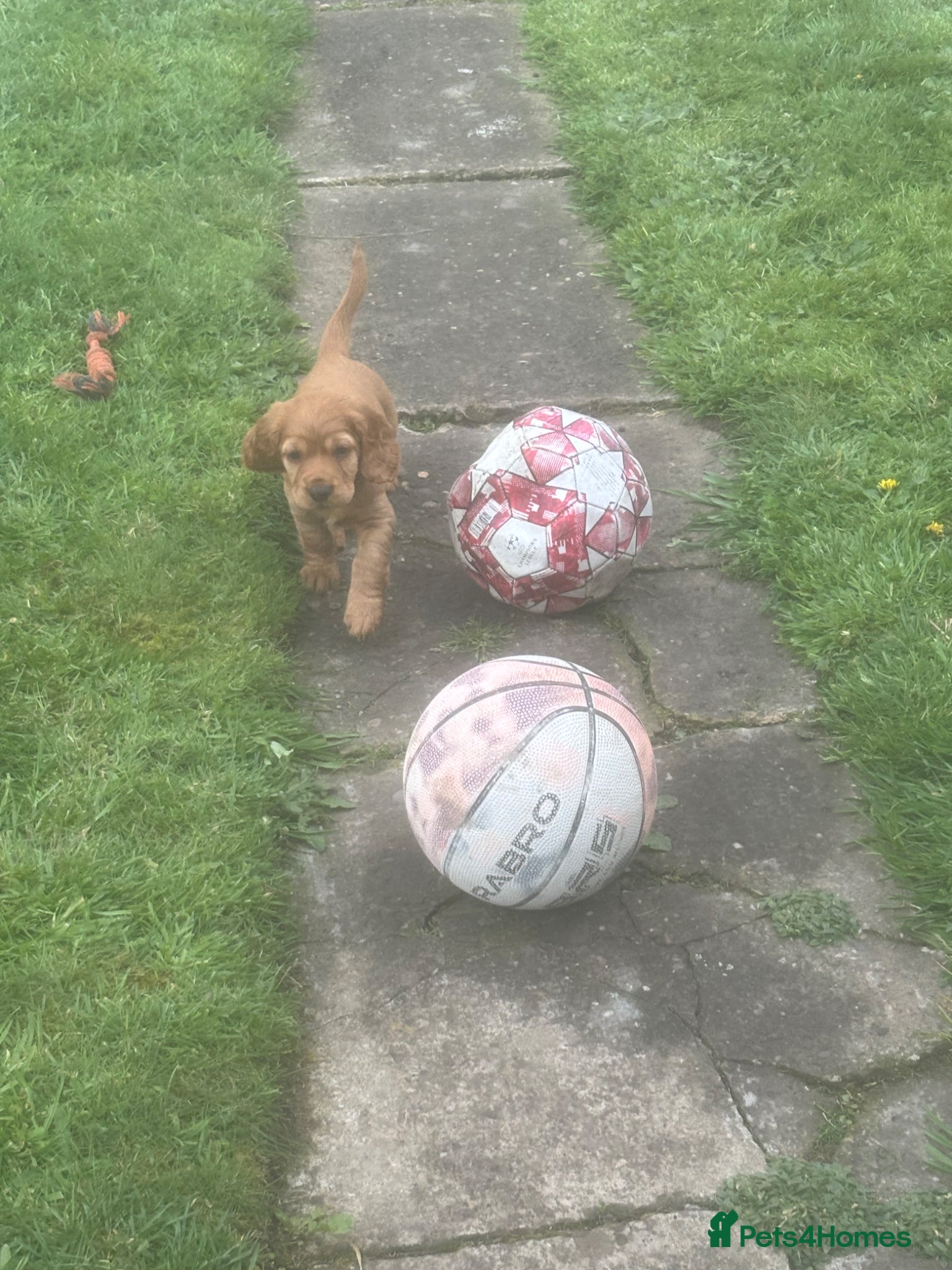 Cocker Spaniel dogs Beautiful KC Reg. Working Cocker Spaniels  - Advert 6