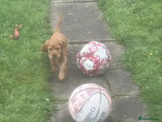 Cocker Spaniel dogs Beautiful KC Reg. Working Cocker Spaniels - Advert 6