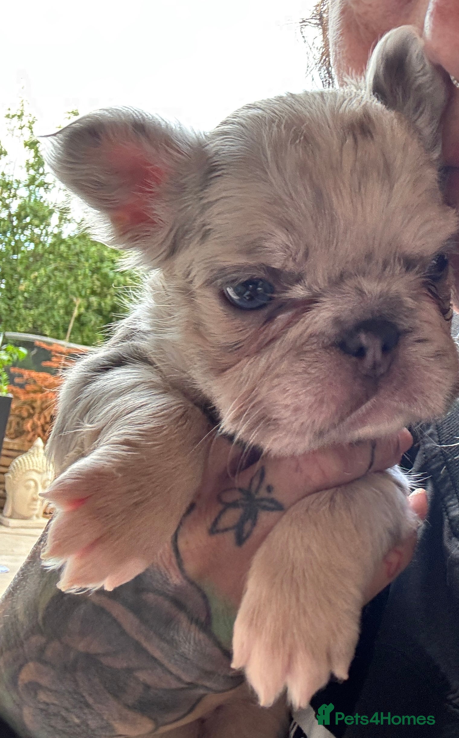 French Bulldog dogs French bulldogs all visual fluffys - Advert 2
