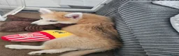 Pomsky dogs for sale: F3 Pomsky Puppies MUST GO - Advert 20